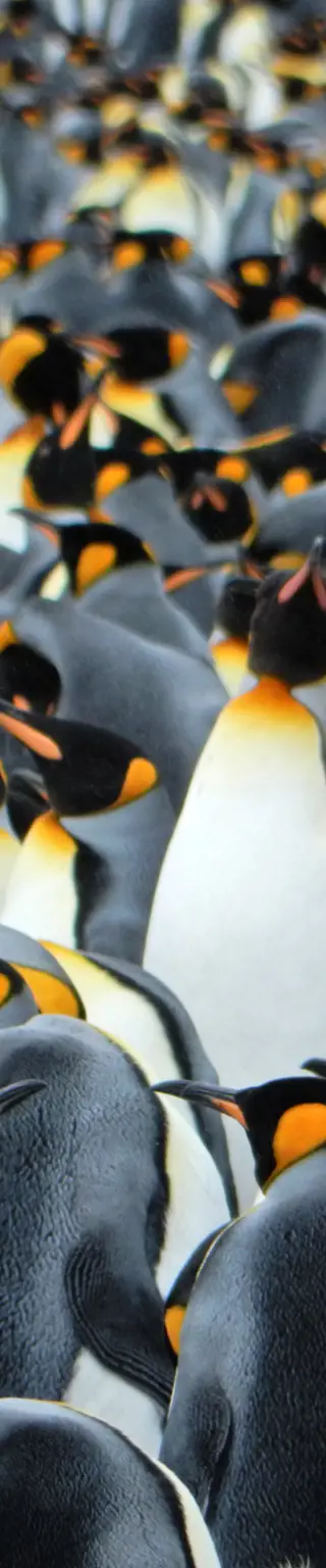 Im antarktischen Reich der Pinguine